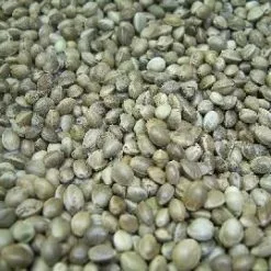 Vismania Hennepzaad/Kempzaad (Super Kiemend 1kg)