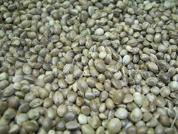 Vismania Hennepzaad/Kempzaad (Super Kiemend 1kg)