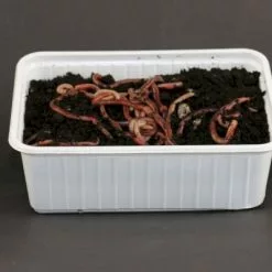 Evezet SPRINGERS (GROTE DOOS)