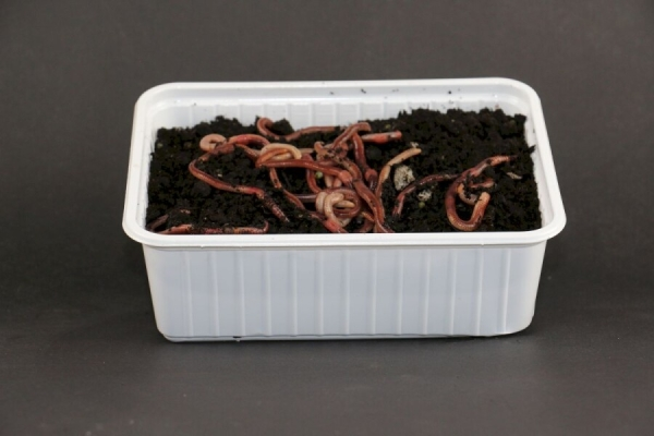 Evezet SPRINGERS (GROTE DOOS)